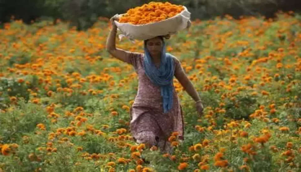 फूलों की खेती से महक उठी किसानों की जिंदगी, करोड़ों में हो रही है कमाई