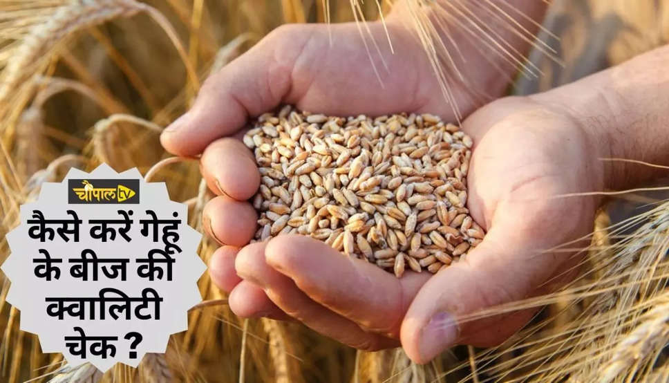 Wheat Seeds Quality: गेहूं का नकली बीज भी पहुंचा सकता है आपको नुकसान, ऐसे चेक करें क्वालिटी