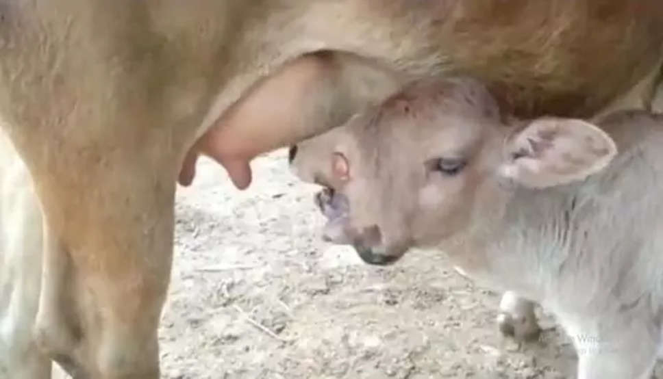 चमत्कार को नमस्कार, गाय ने दो सिर और तीन आंखें वाले अनोखे बछड़े को दिया जन्म