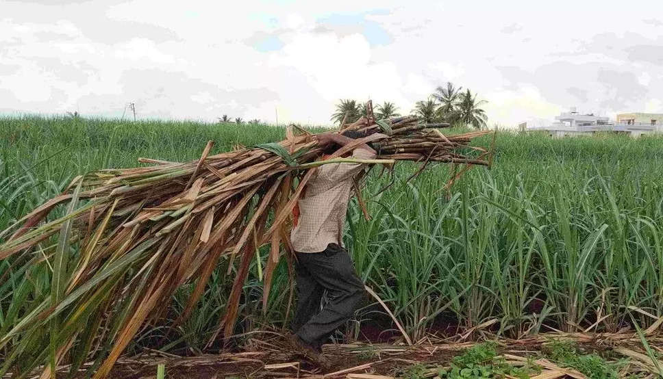 हरियाणा में गन्ना किसानों को मनोहर सौगात, सरकार ने बढ़ाए रेट