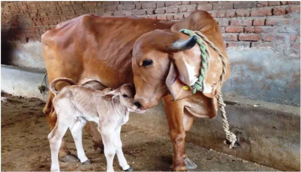 इस नई तकनीक के इस्तेमाल के बाद एक गाय पैदा कर सकेगी 80 से अधिक बच्चे, जानें कैसे