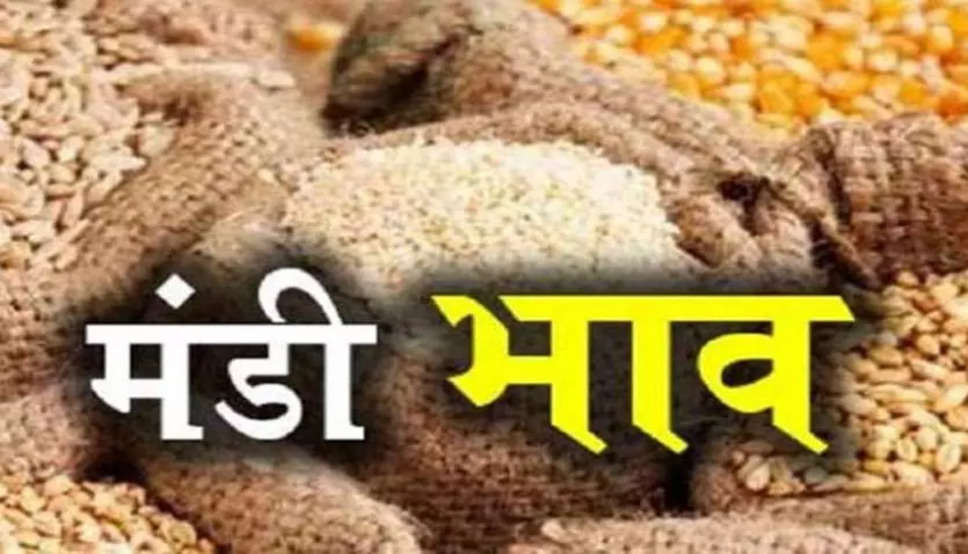 Haryana Rajasthan Mandi Bhav- नरमा कपास के भाव में तेजी, देखें मंडी में ग्वार, मूंग, मोठ, धान, सरसों के ताजा भाव