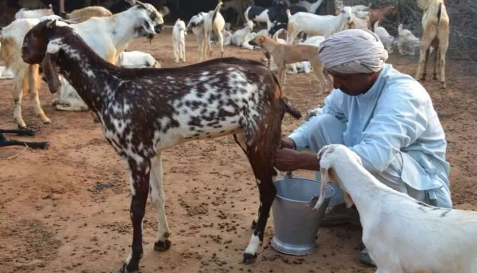 हरियाणा में बकरी के दूध के लिए मची मारामारी, 300 रुपये किलो से भी हुआ महंगा, जानिये वजह