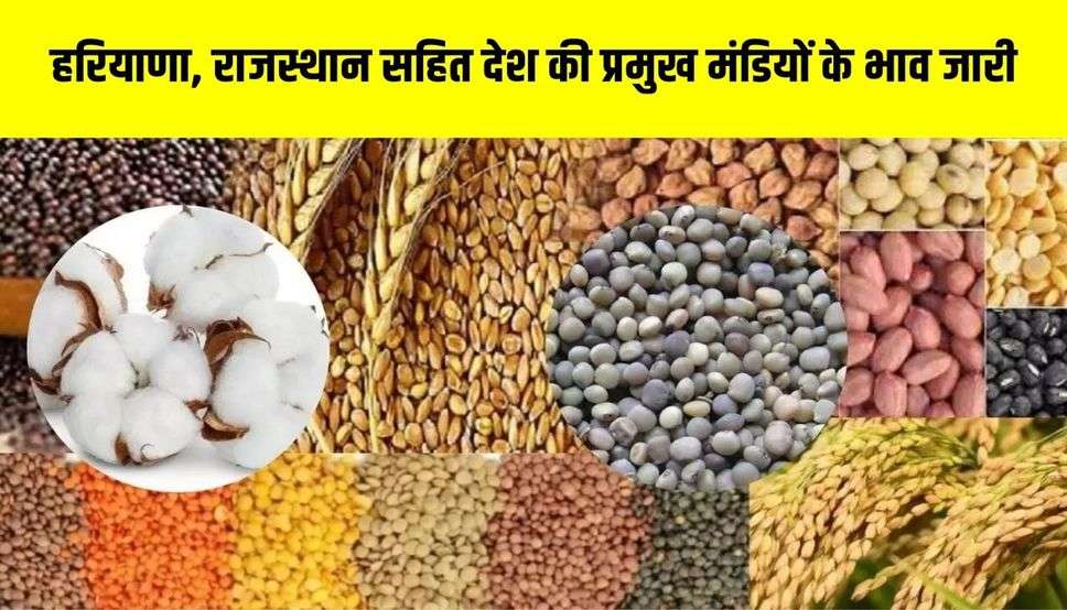 हरियाणा, राजस्थान सहित देश की प्रमुख मंडियों के भाव जारी, चेक करें सरसों,गेहूं चना समेत अन्य फसलों के लेटेस्ट प्राइस