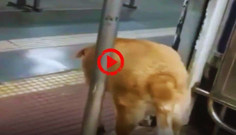  Viral Video : कुत्ते ने अपनाई ट्रेन से उतरने के लिए ये ट्रिक, हर कोई देखकर हुआ हैरान, आप भी देखे वीडियो