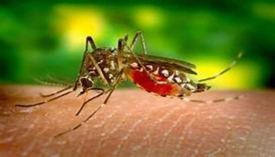  Haryana News: हरियाणा में डेंगू की दस्तक, नारनौल में स्वास्थ्य विभाग ने 32 घरों को जारी किया नोटिस