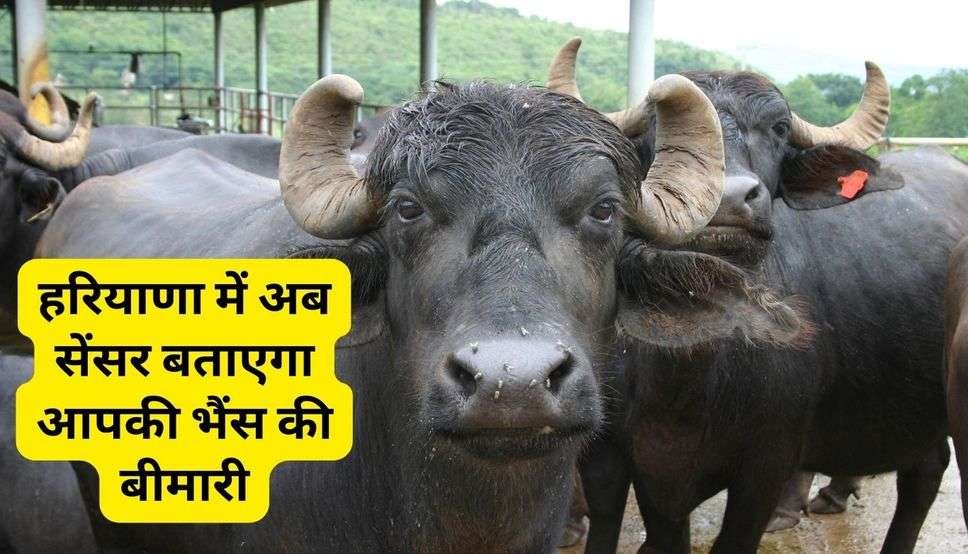Haryana News : हरियाणा में अब सेंसर बताएगा आपकी भैंस की बीमारी, जानिए कैसे? 