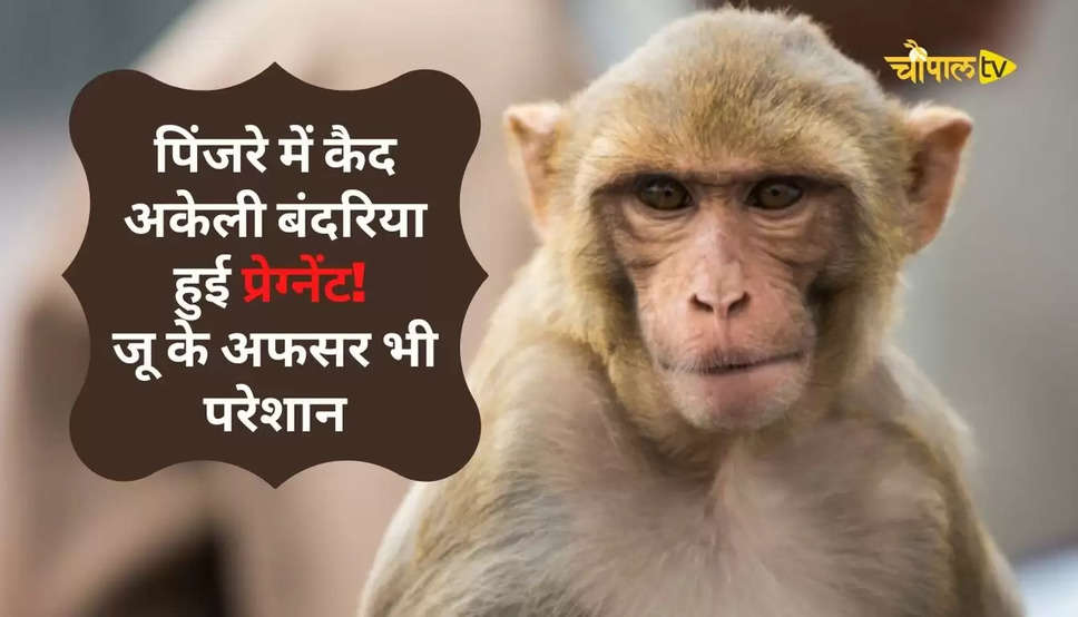 Viral Pregnant Monkey