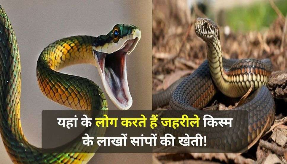 Snake Farming : यहां के लोग करते हैं जहरीले किस्म के लाखों सांपों की खेती! कमाते हैं करोड़ों रुपए, अभी जान लीजिये पूरी खबर