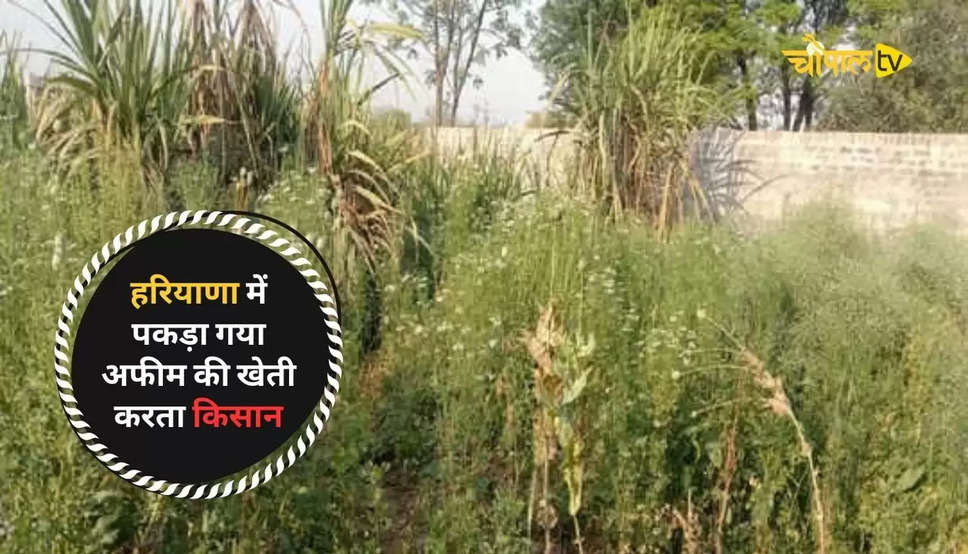 Opium Cultivation in Haryana 