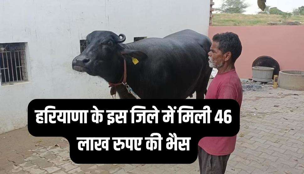 Haryana News:हरियाणा के इस जिले में मिली 46 लाख रुपए की भैस, जाने क्या खाती है और क्या पीती है