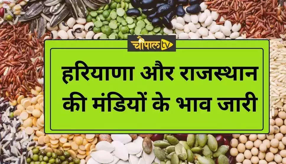 Mandi Bhav 16 September 2023: नरमा, कपास, सरसों और गेहूं समेत सभी फसलों के दाम जारी, देखिये हरियाणा और राजस्थान की मंडियों के भाव  