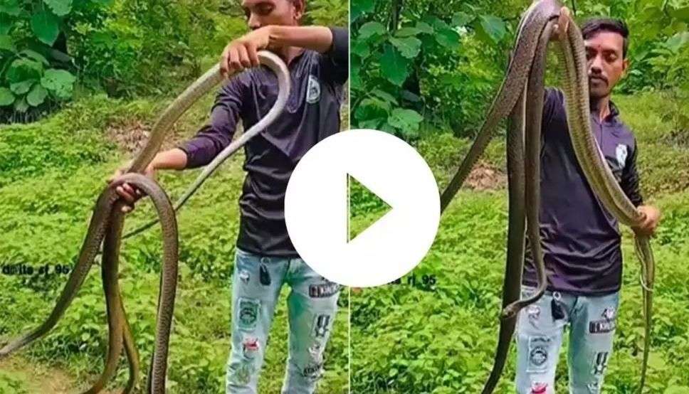 King Cobra Viral Video : तीन-तीन किंग कोबरा को एक साथ पकड़कर युवक का खौफनाक कारनामा, वीडियो देख उड़ जायेंगे आपके होश 