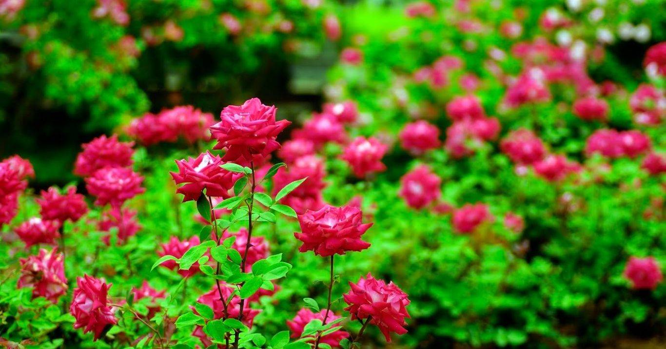 Flower Farming: कम लागत के साथ शुरू करें इन फूलों की खेती, सालभर रहेगी डिमांड, कुछ ही दिनों में बन जाएंगे मालामाल 