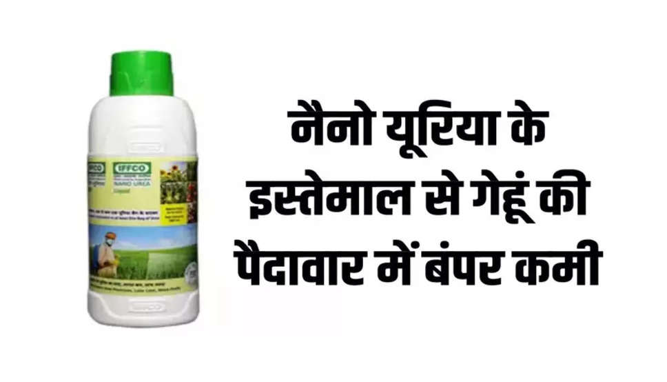 Nano Urea: नैनो यूरिया के इस्तेमाल से गेहूं की पैदावार में बंपर कमी, नैनो यूरिया पर फिर उठे सवाल, जानें आगे क्या होगा