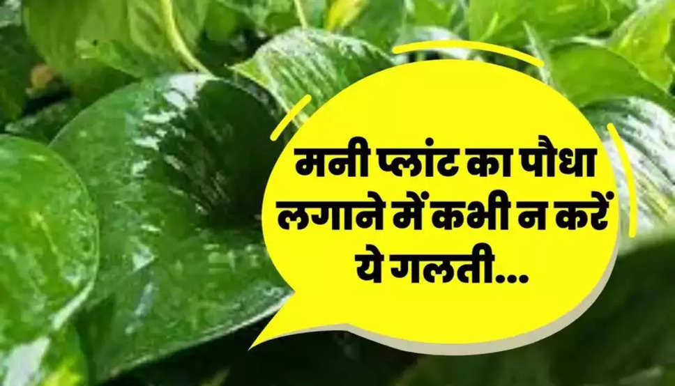  Money Plant Vastu Tips: मनी प्लांट का पौधा लगाने में कभी न करें यह गलती, वरना आ जाओगे सड़क पर...​​​​​​​