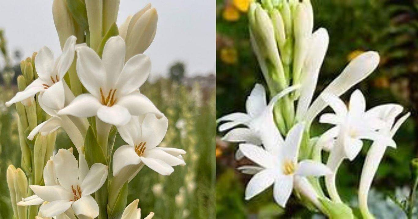 Flower Farming: कम लागत के साथ शुरू करें इन फूलों की खेती, सालभर रहेगी डिमांड, कुछ ही दिनों में बन जाएंगे मालामाल 