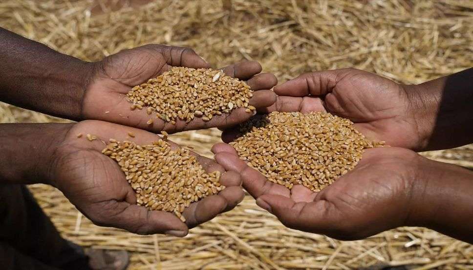  हरियाणा में किसानों की हुई मौज, इन 4 फसलों को MSP पर खरीदेगी सरकार, देखें पूरी जानकारी