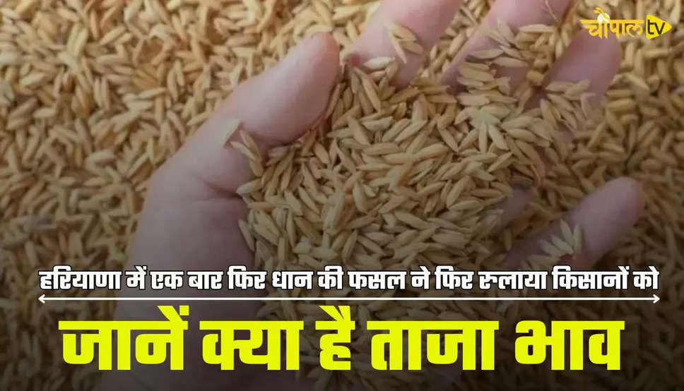 जानें क्या है ताजा भाव 