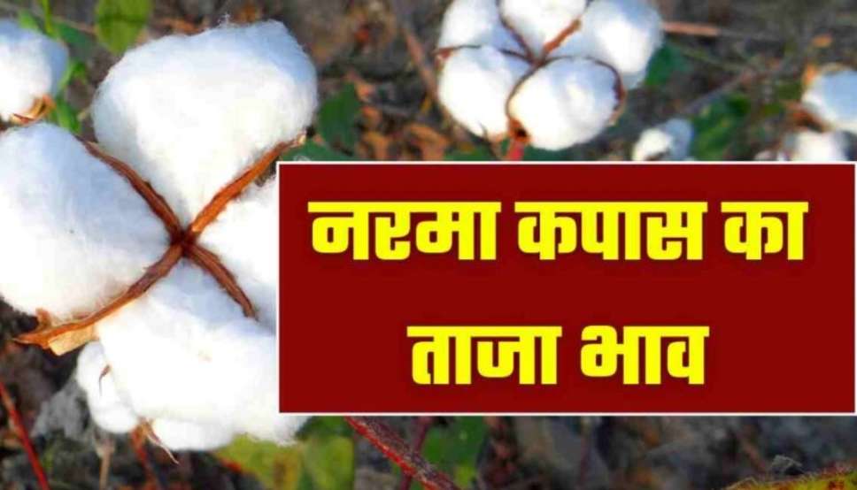 नरमा के रेट में आया जबरदस्त उछाल : हरियाणा, पंजाब और राजस्थान की अनाज मंडियों में इस हिसाब से बिका नरमा