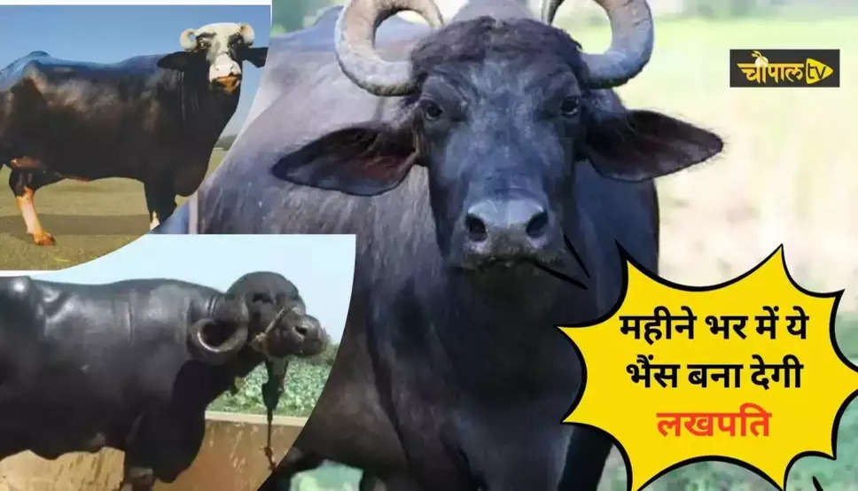 देश की टॉप 5 भैंसो की नस्लें