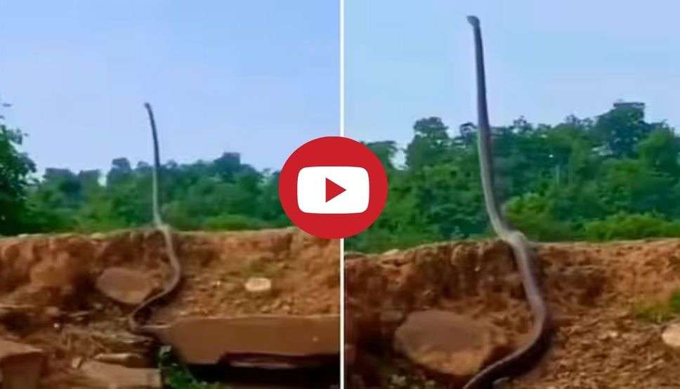 मिट्टी के टीले पर सीधा खड़ा हो गया 25 फीट लंबा कोबरा, देखकर लोगों के उड़े होश 