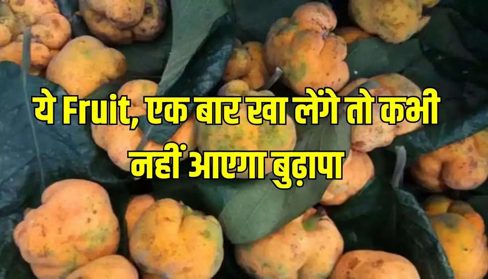 Badhal Fruit: गुणों से भरपूर है ये फल, एक बार खा लेंगे तो नहीं आएगा बुढ़ापा