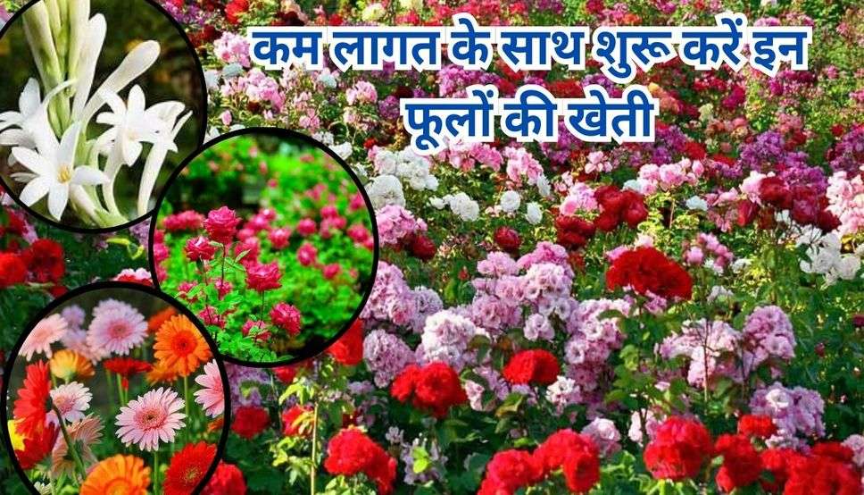 Flower Farming: कम लागत के साथ शुरू करें इन फूलों की खेती, सालभर रहेगी डिमांड, कुछ ही दिनों में बन जाएंगे मालामाल 