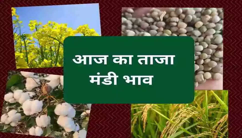 Mandi Bhav 19 May 2023: राजस्थान हरियाणा मंडी भाव, जानें नरमा, कपास, सरसों और गेहूं समेत सभी फसलों के ताजा भाव