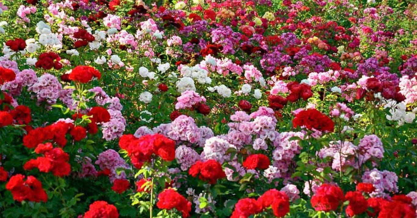 Flower Farming: कम लागत के साथ शुरू करें इन फूलों की खेती, सालभर रहेगी डिमांड, कुछ ही दिनों में बन जाएंगे मालामाल 