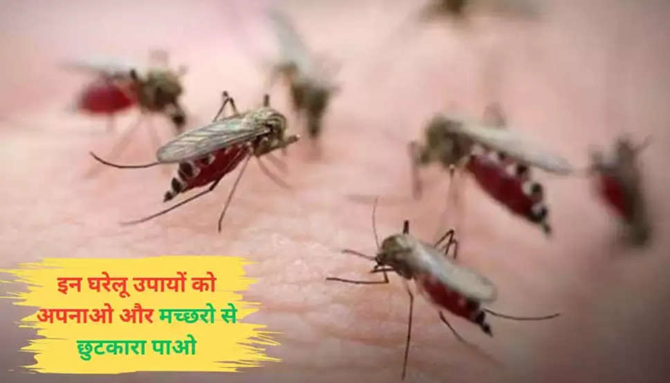  Mosquito Killer Tips: क्या मच्छरो ने कर दिया है परेशान, तो अब इन घरेलू उपायों को अपनाओ और मच्छरो से छुटकारा पाओ