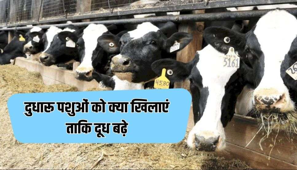  Kisan News: दुधारू पशुओं को क्या खिलाएं ताकि दूध बढ़े, सूखी गाय-भैंस का आहार भी जानें