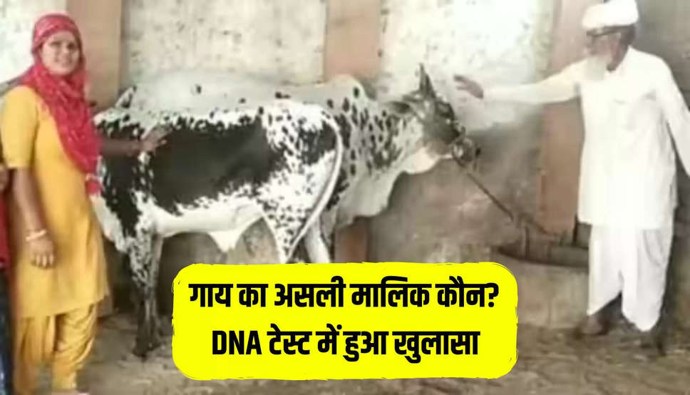 गाय का असली मालिक कौन? DNA टेस्ट में हुआ खुलासा