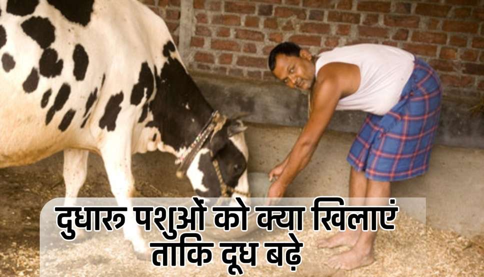  Kisan News: दुधारू पशुओं को क्या खिलाएं ताकि दूध बढ़े, सूखी गाय-भैंस का आहार भी जानें