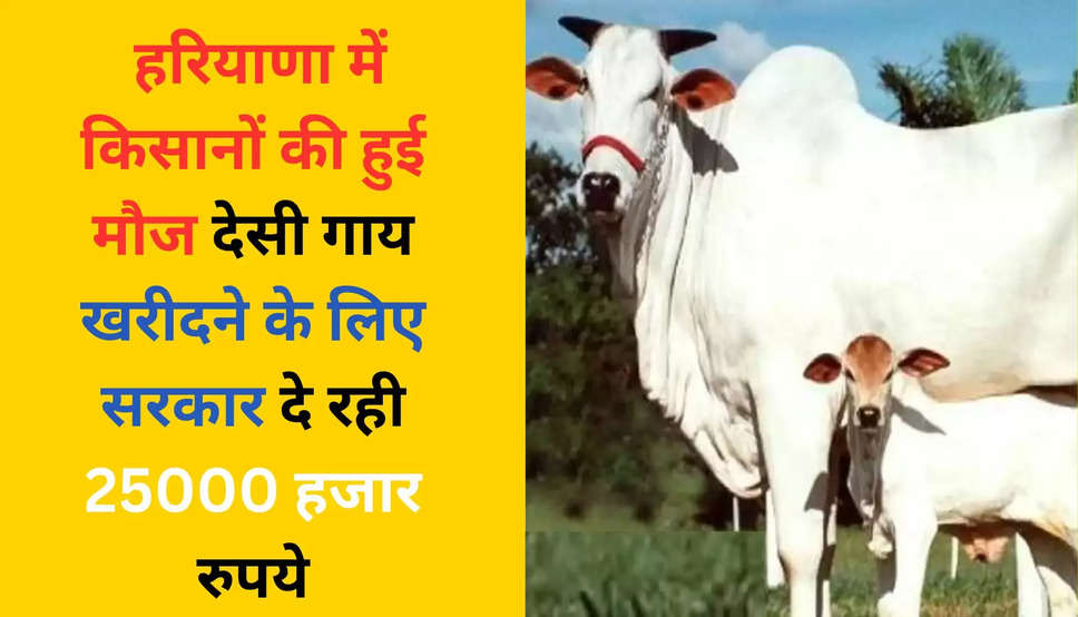  हरियाणा में किसानों की हुई मौज, देसी गाय खरीदने के लिए सरकार  दे रही 25000 हजार रुपये