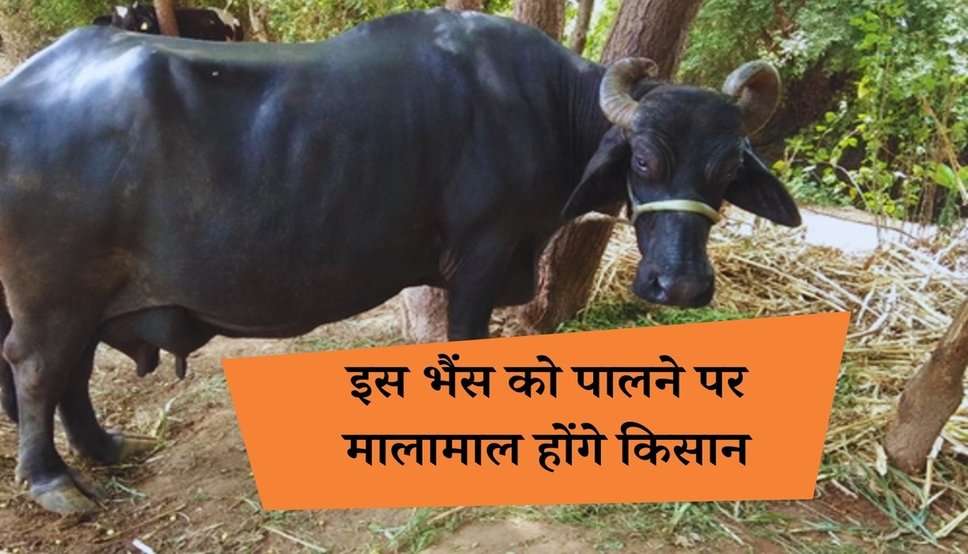 Surti Nasal Buffalo: इस भैंस को पालने पर मालामाल होंगे किसान, रोजाना देती है 15 लीटर दूध