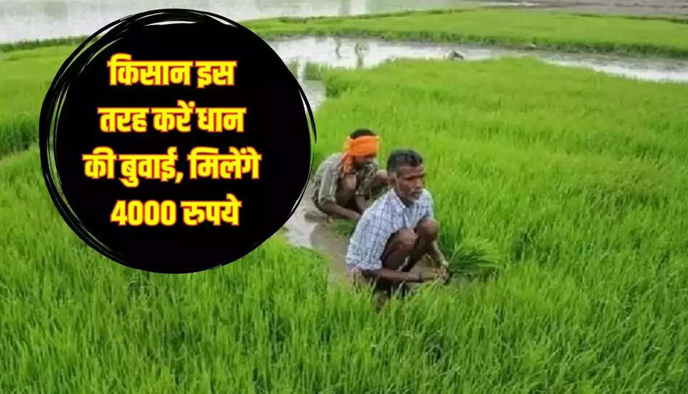 haryana govenment Government, Government Subsidy, paddy farmimng, 4000 rupees subsidy to rice farming, sarkari yojana, govt scheme