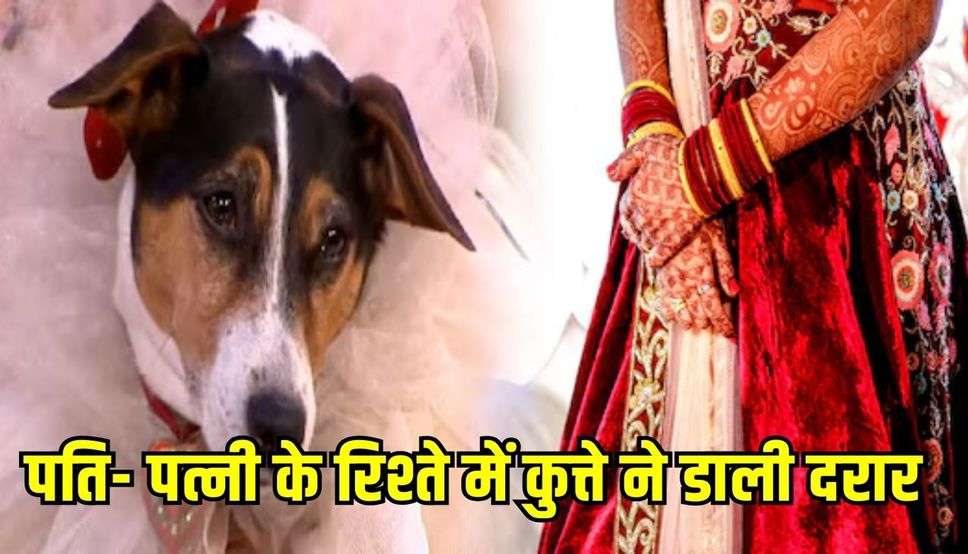 पति- पत्नी के रिश्ते में कुत्ते ने डाली दरार, 2 साल की शादी के बाद अब तलाक तक पहुंची बात 