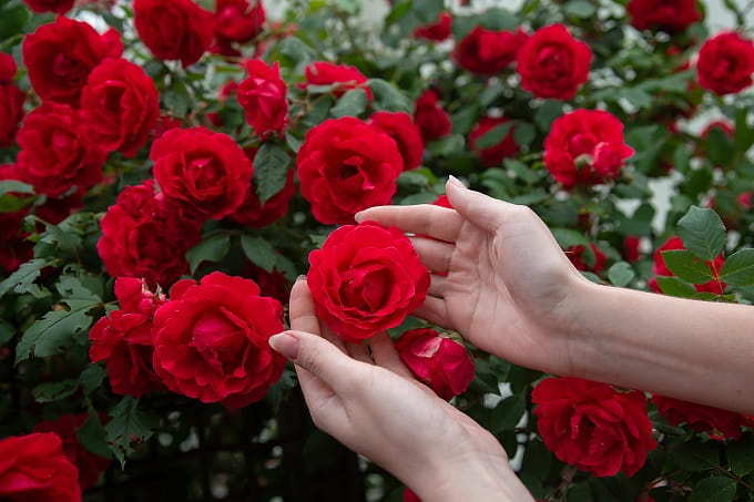 वैलेंटाइन डे पर सबसे ज्यादा चर्चा लाल गुलाब को ही क्यों होती है